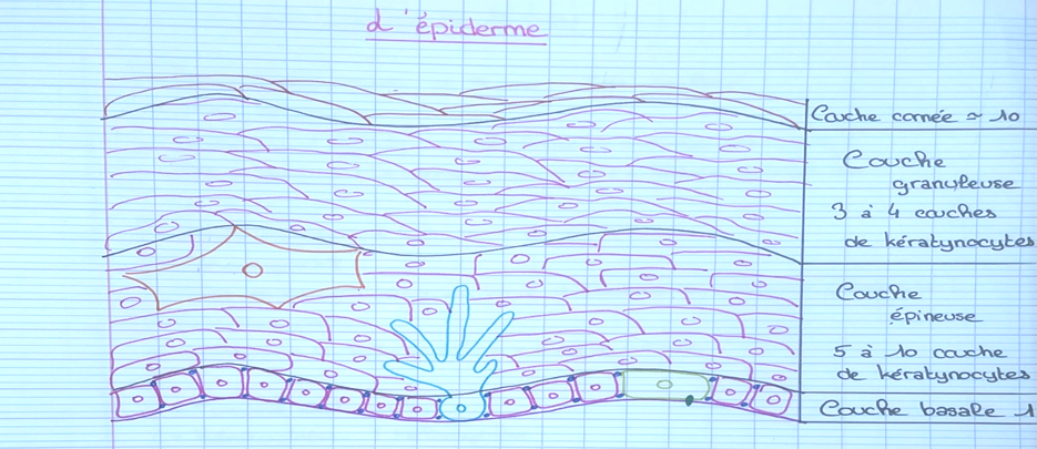 schema